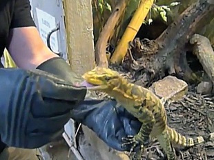 爬虫類取り扱い手袋